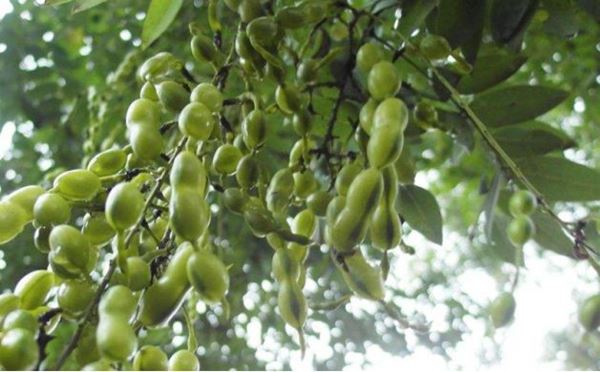 Fructus Sophorae Extract Powder